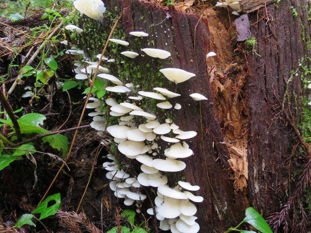 石川県七尾城と富山県増山城