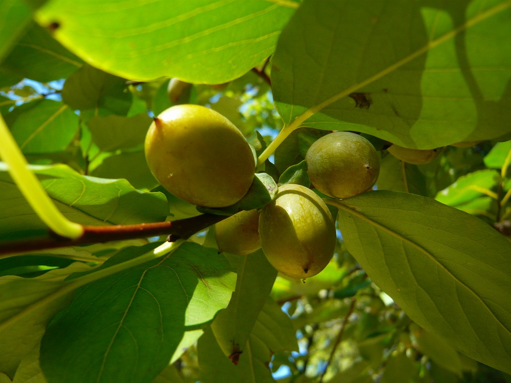 山本さんの歴史探訪