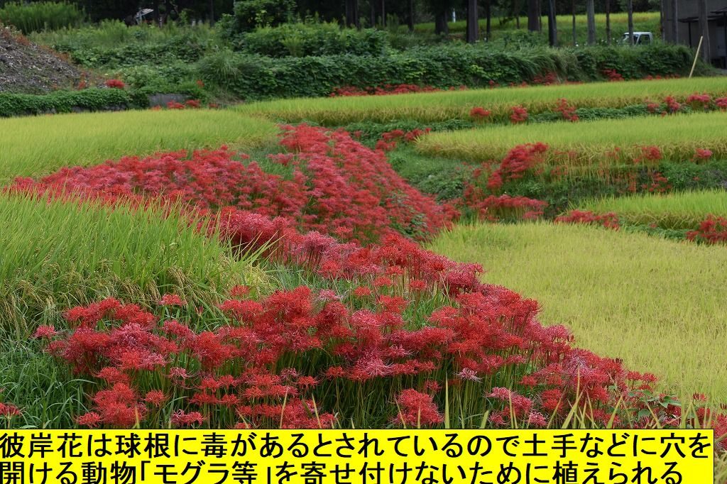 一言主神社と九品寺