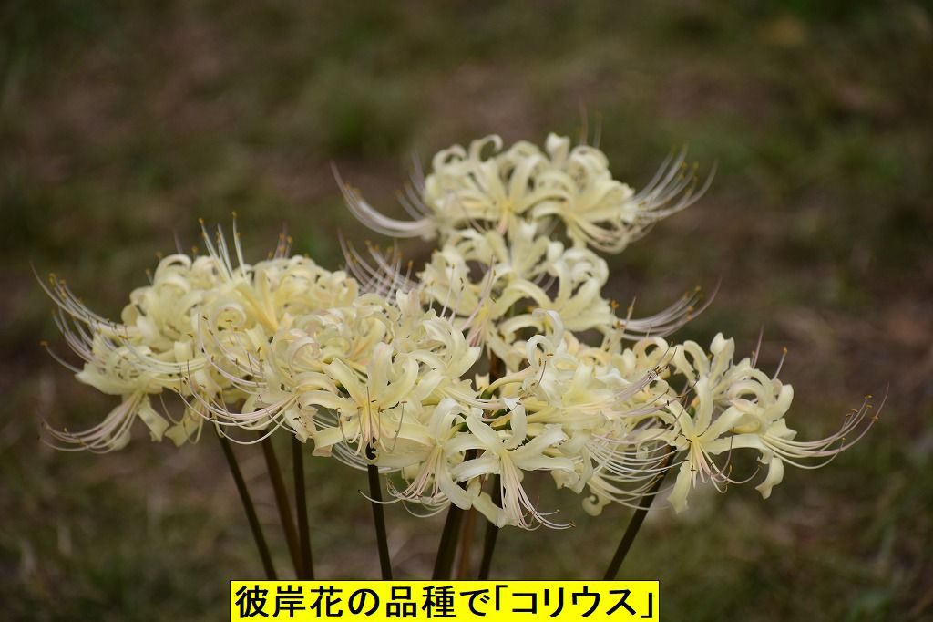 一言主神社と九品寺