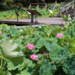 ハス園（伯耆古代の丘公園）