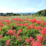 彼岸花（上淀廃寺跡）