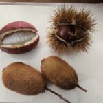 収穫の栗、あけび、キウイフルーツ