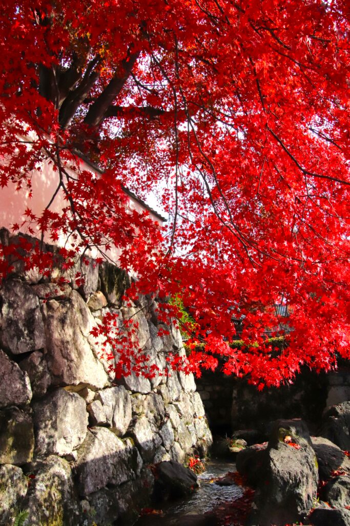 「錦秋の石垣.」植木 龍夫