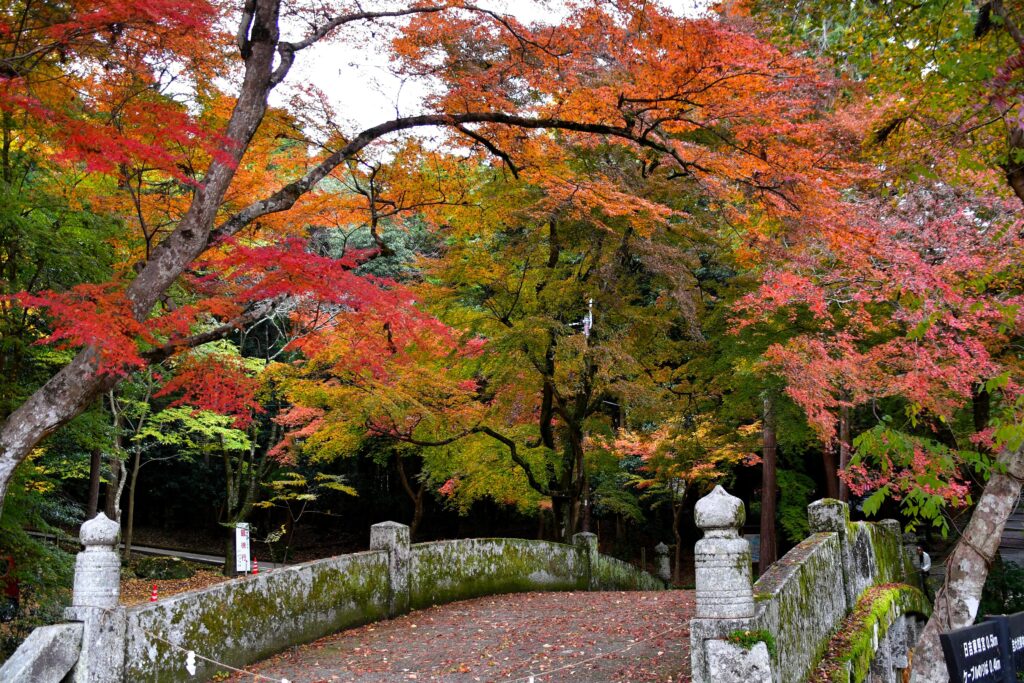 「もみじの参道」菊川 勝彦