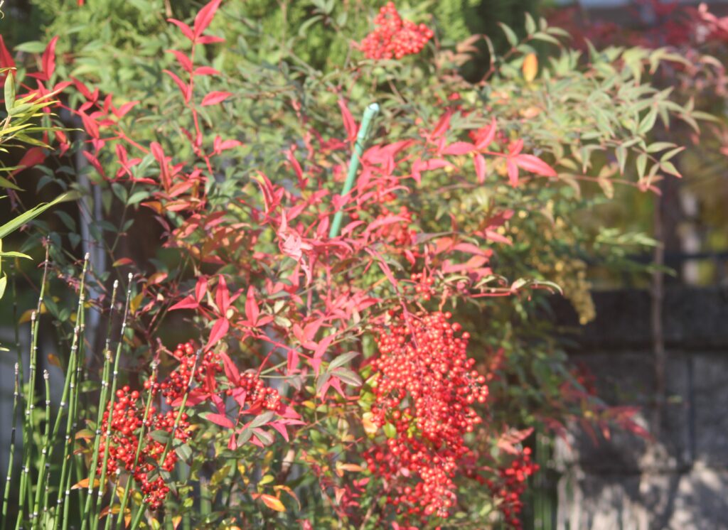 「紅ナンテン」木下 富男