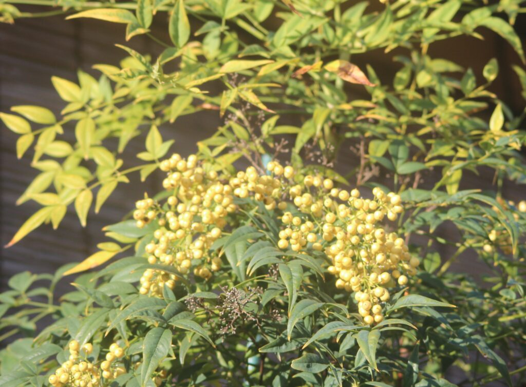 「白ナンテン」木下 富男