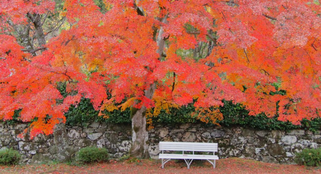 「里坊通りの彩」植木 龍夫
