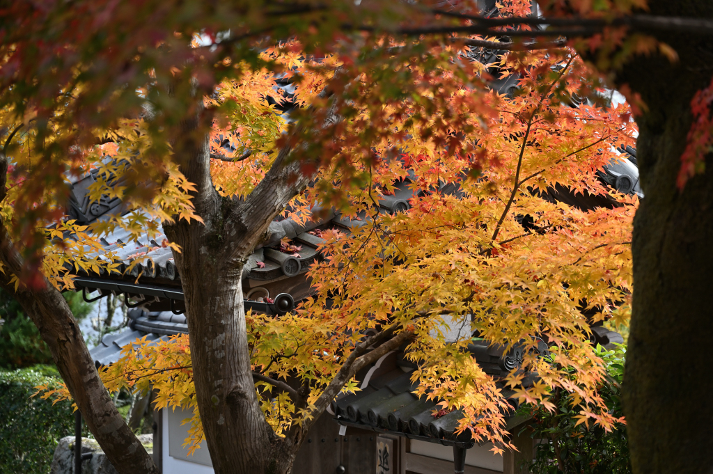 「晩秋に黄金の輝き」半井 尚