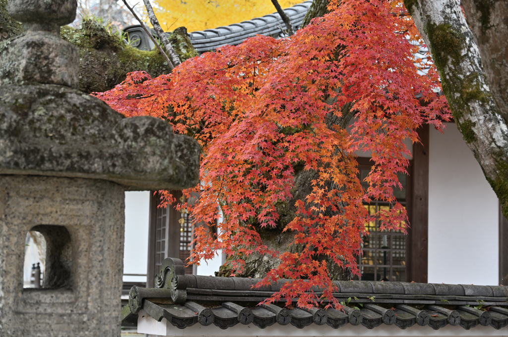「古刹の彩り」半井 尚