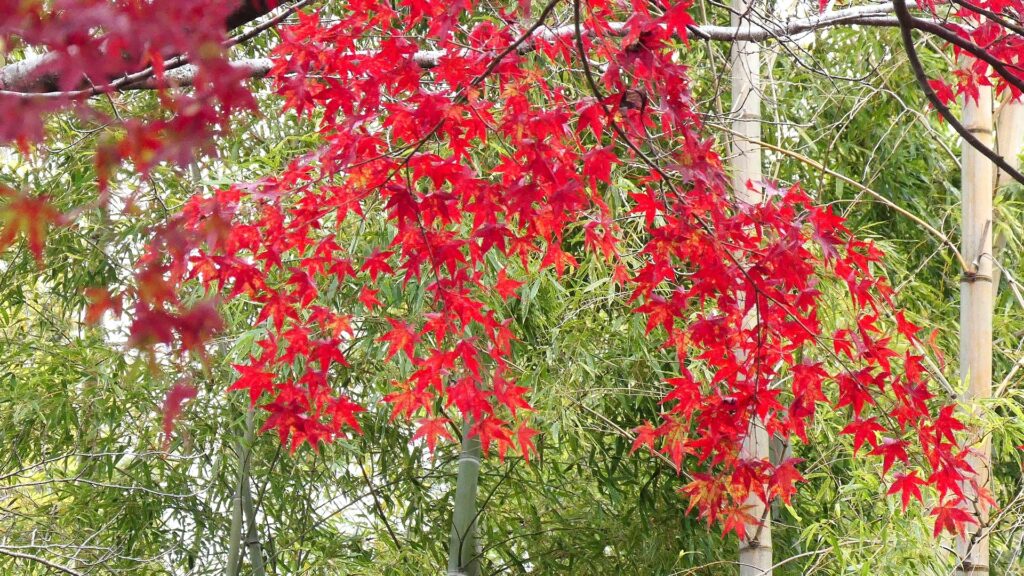 「紅模様」今村 高