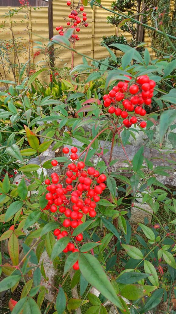 「福を呼ぶ公人屋敷の南天」中嶋 節子