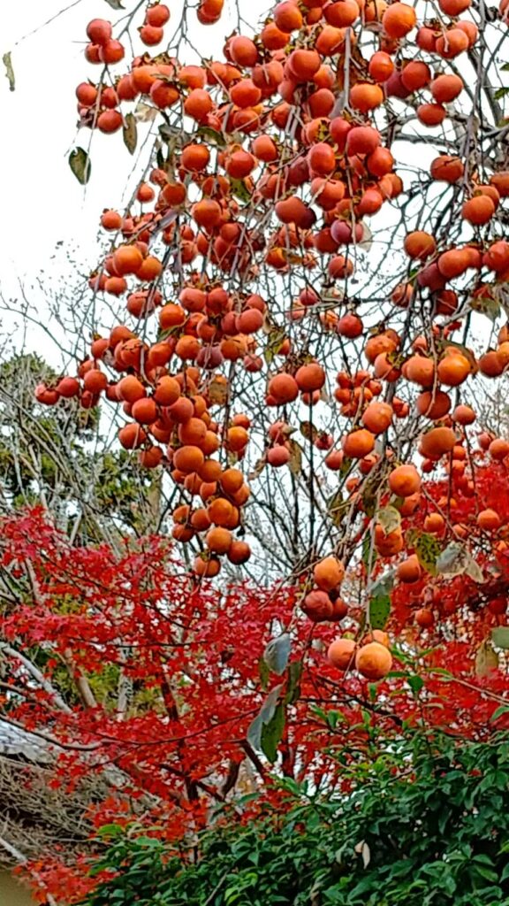「柿と紅葉のコントラスト」中嶋 節子