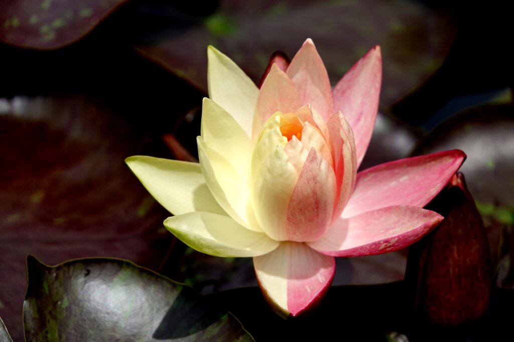 「色分け睡蓮」宮田　宏