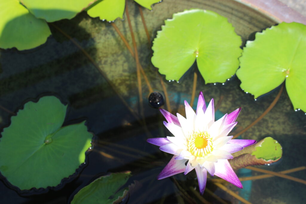 「宝石の杯」片岡 幸子