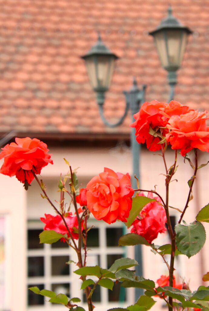 「花咲く街角」植木 龍夫
