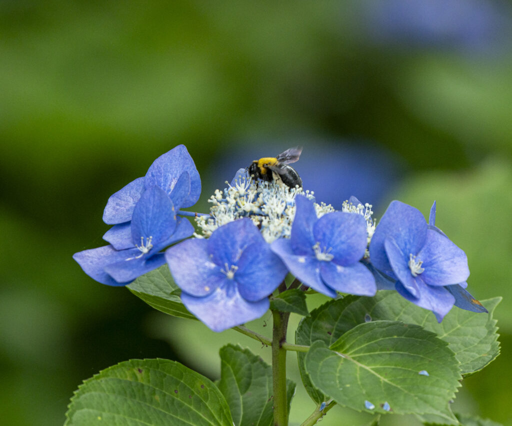「共生」藤井　勝