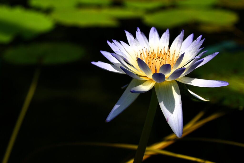 「スポットライト」菊川 勝彦