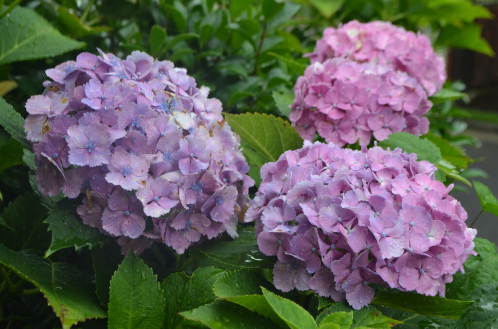 庭の紫陽花
