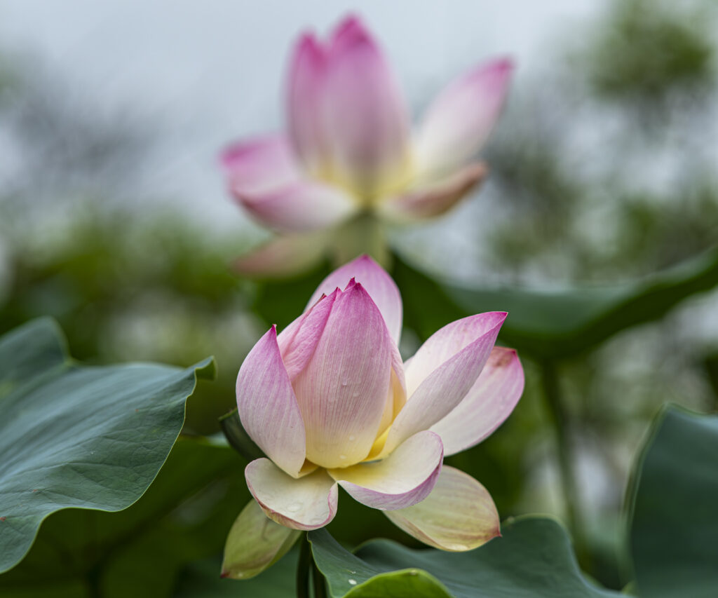 「雨上がり」藤井　勝