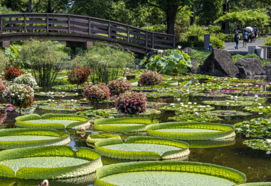 「花映.」藤井 勝jpg