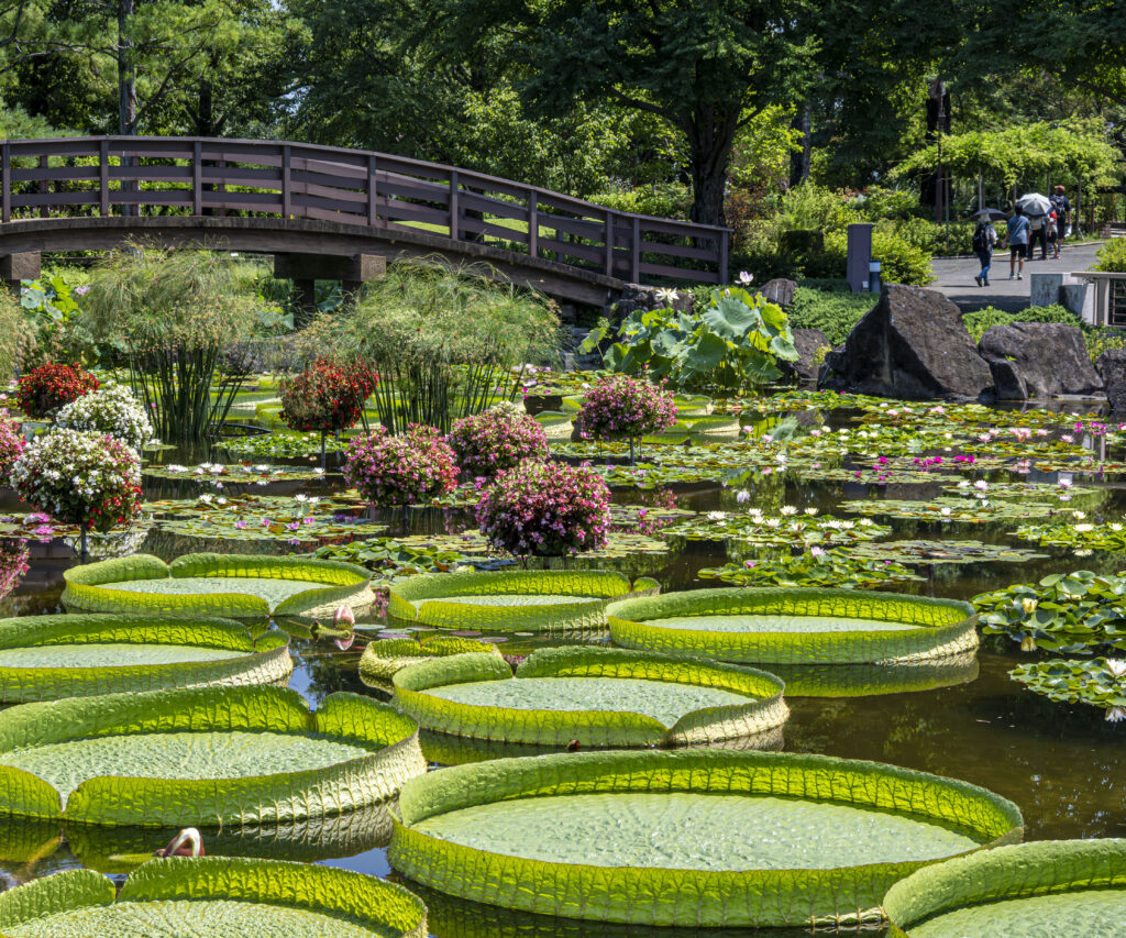 「花映.」藤井 勝jpg