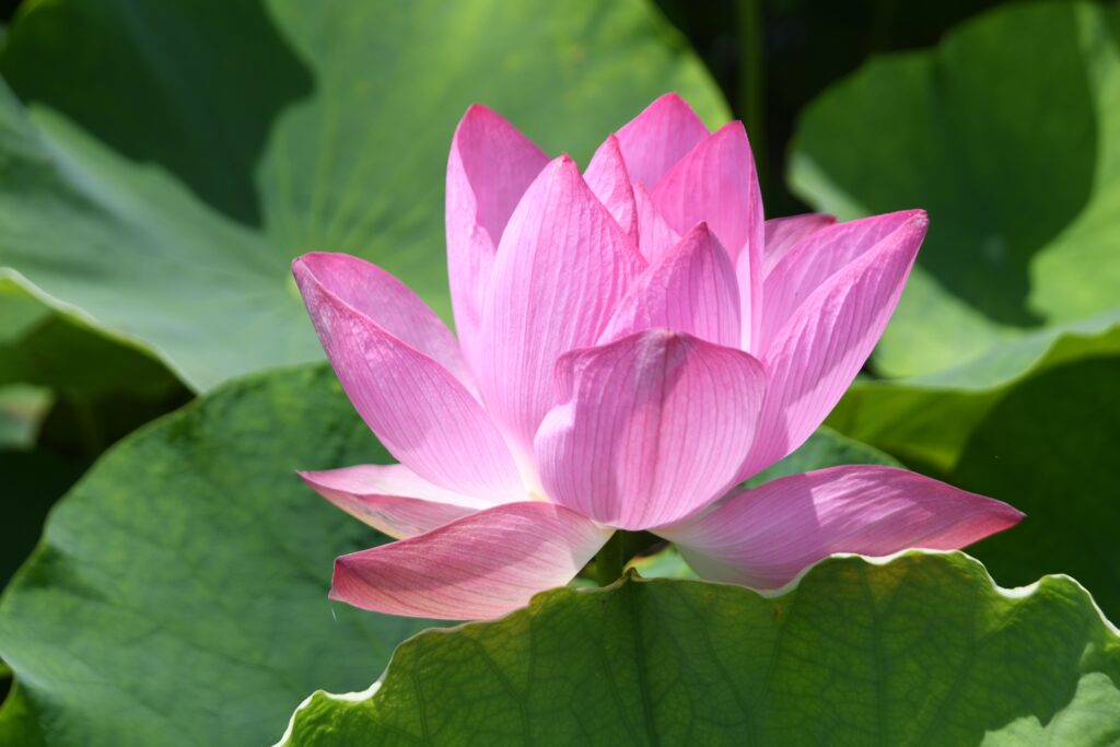 「花一輪」林　文信