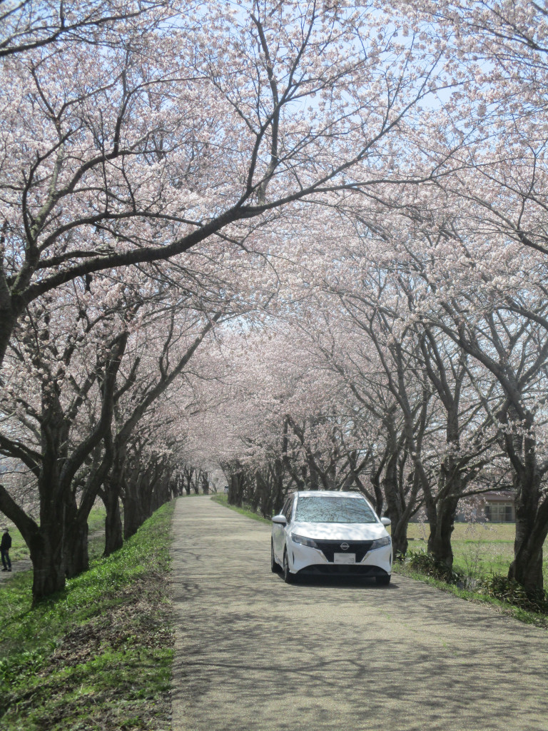 「春の風を感じて走る高時川の桜トンネル」山本 邦秀
