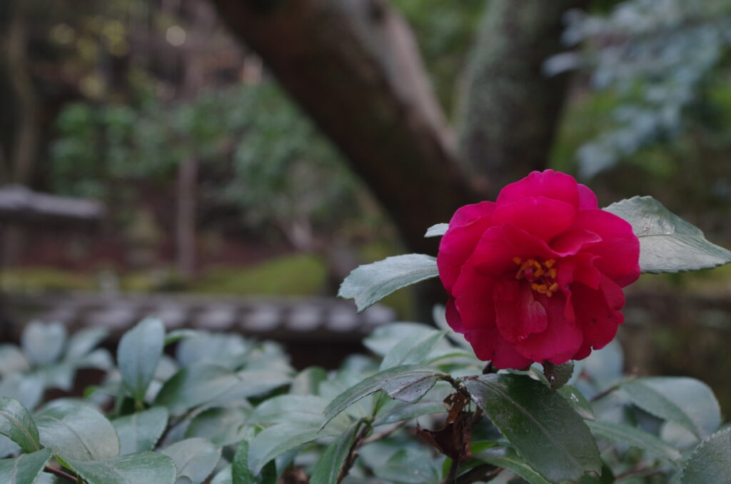 「ひっそりと可憐に」谷迫 秀行