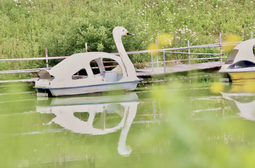「たゆたうスワン」植木 龍夫