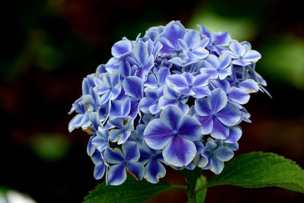 「紫陽花ブルー」宮田　宏