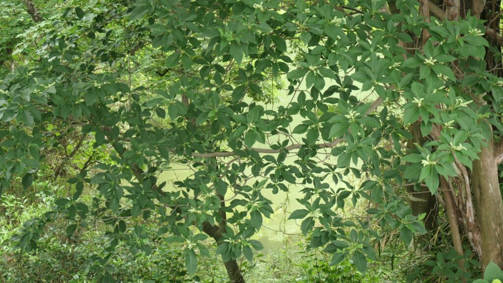 「万緑や」　今村　高