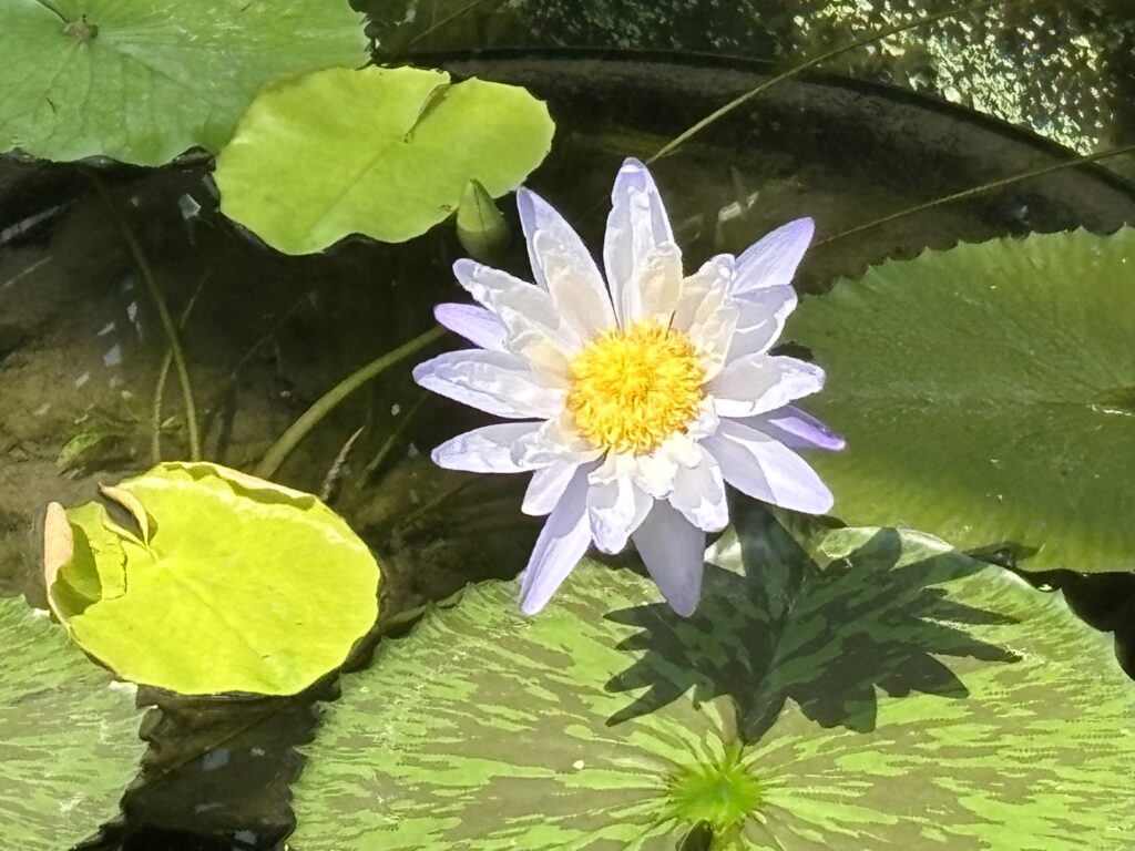 「日射しと影」吉川 達夫