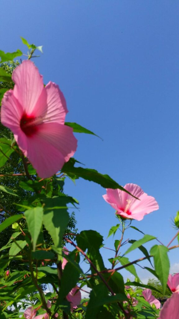 酷暑・本日も晴天なり」中嶋　節子
