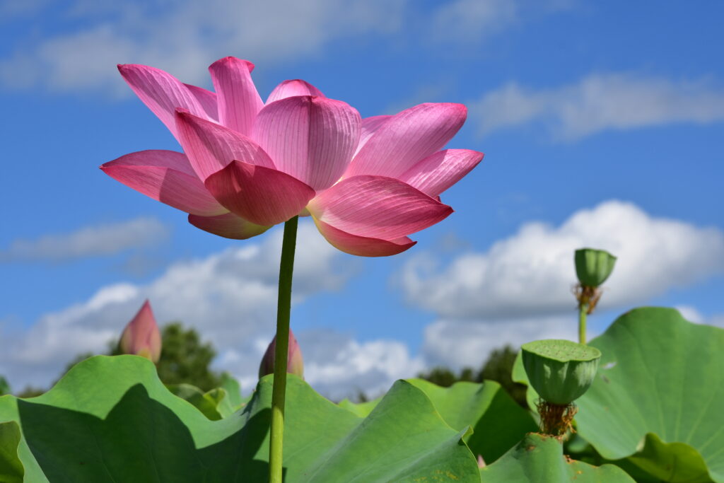 「レクイエム」林 文信