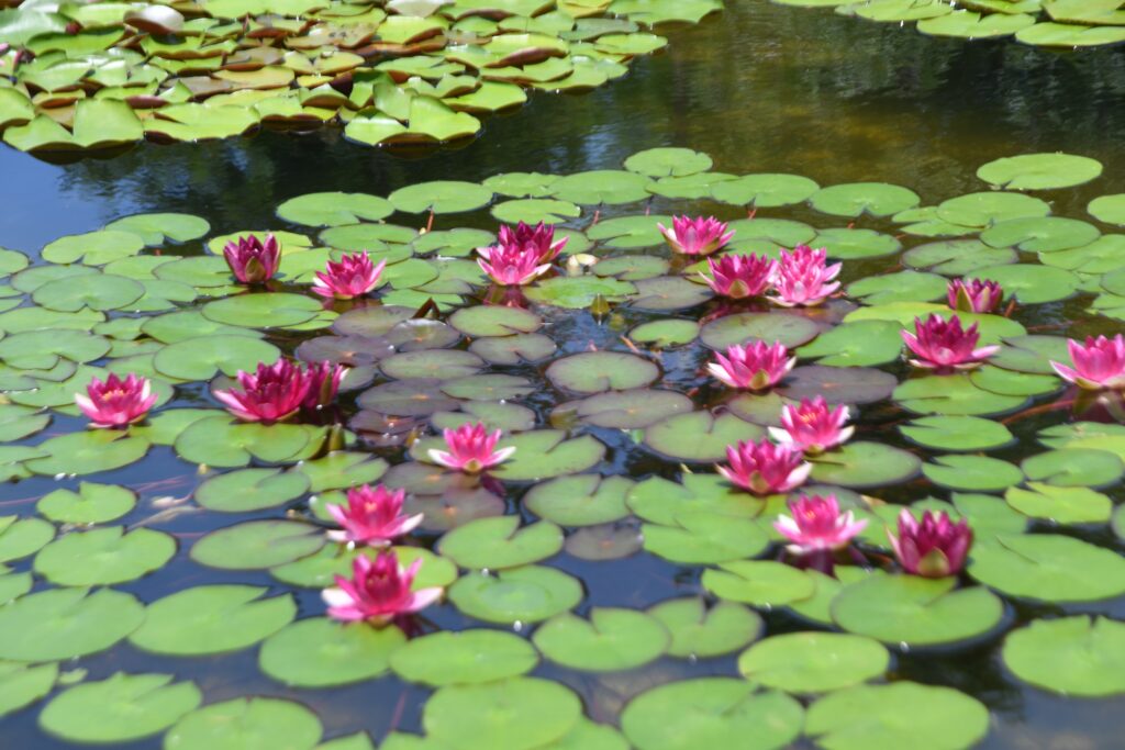 「睡蓮」林　文信