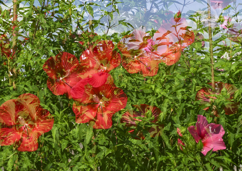 「盛夏」藤井 勝