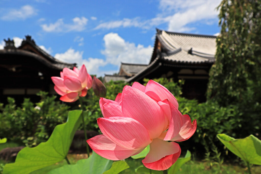 「法金剛院の蓮の花」橋本　進