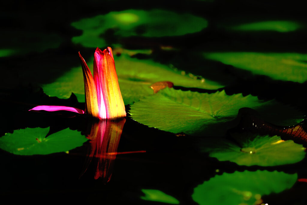 「生命の輝き」吉田 桂