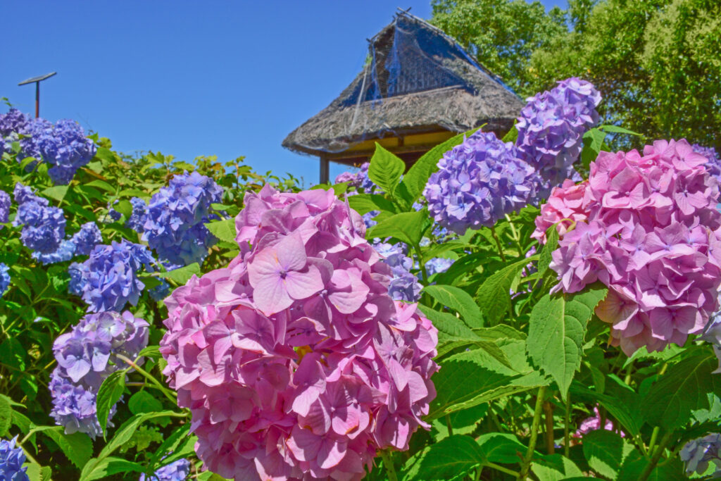 「芦刈園のアジサイ」橋本　進