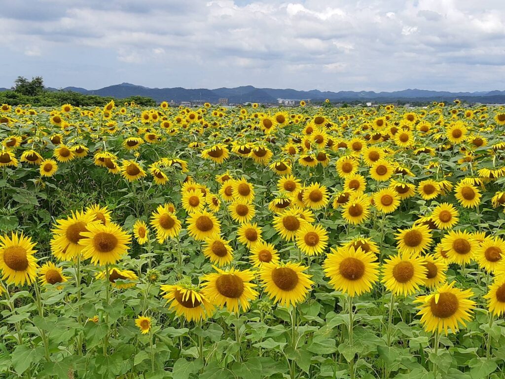 「ひまわり千本」小寺　定基