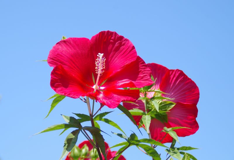 「盛夏（花）」木下 富男