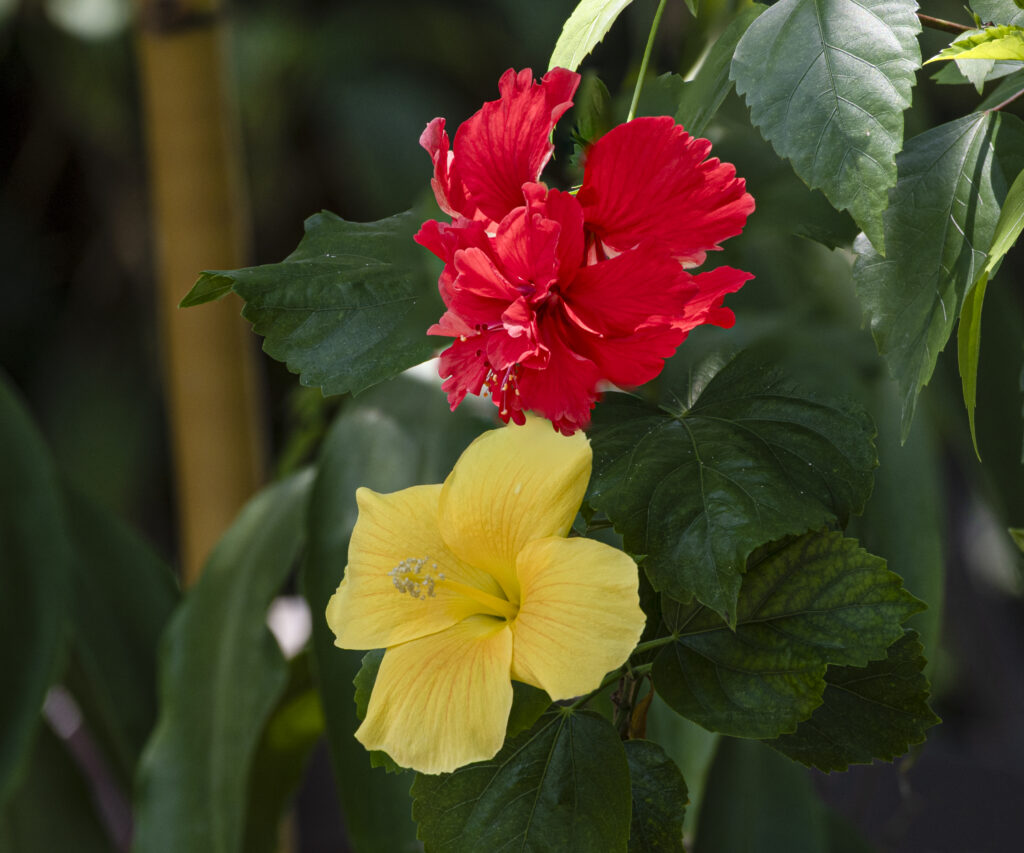 「バイタル」藤井 勝