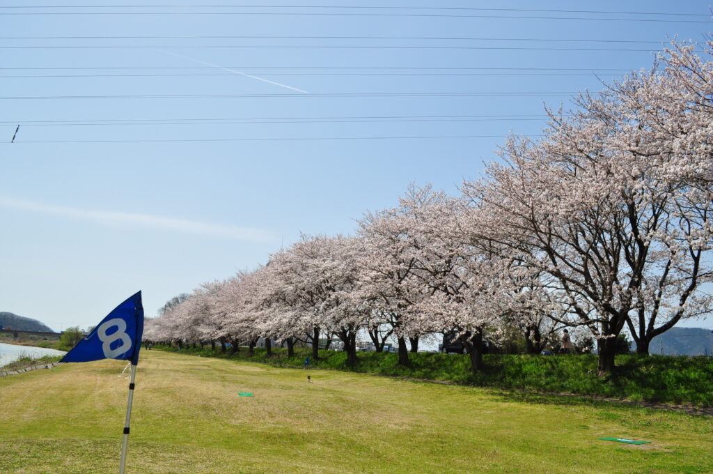 「延々の桜並木」勝見 兵治