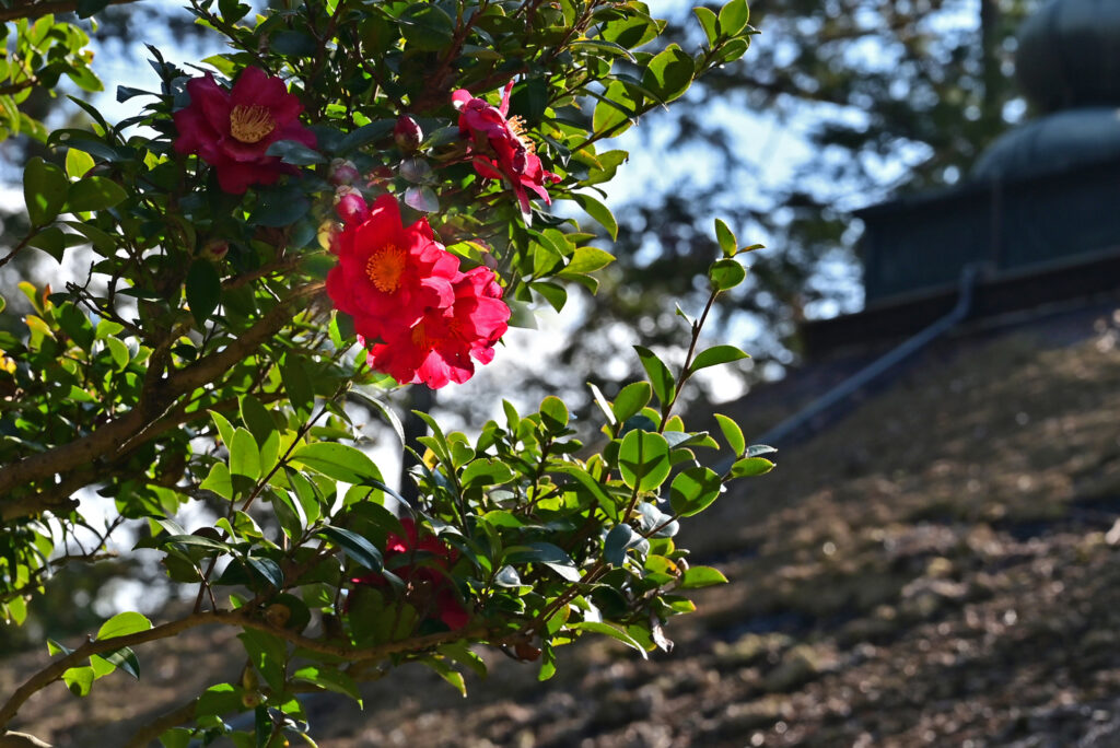 「一輪の華」橋本 進