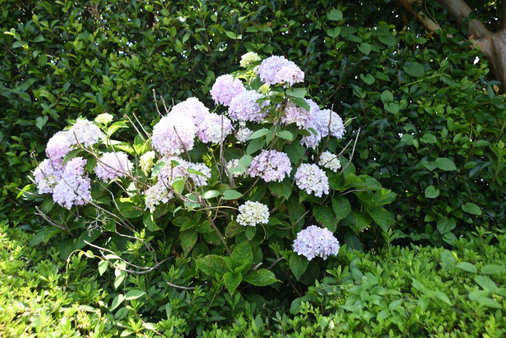 「七変花」林　文信