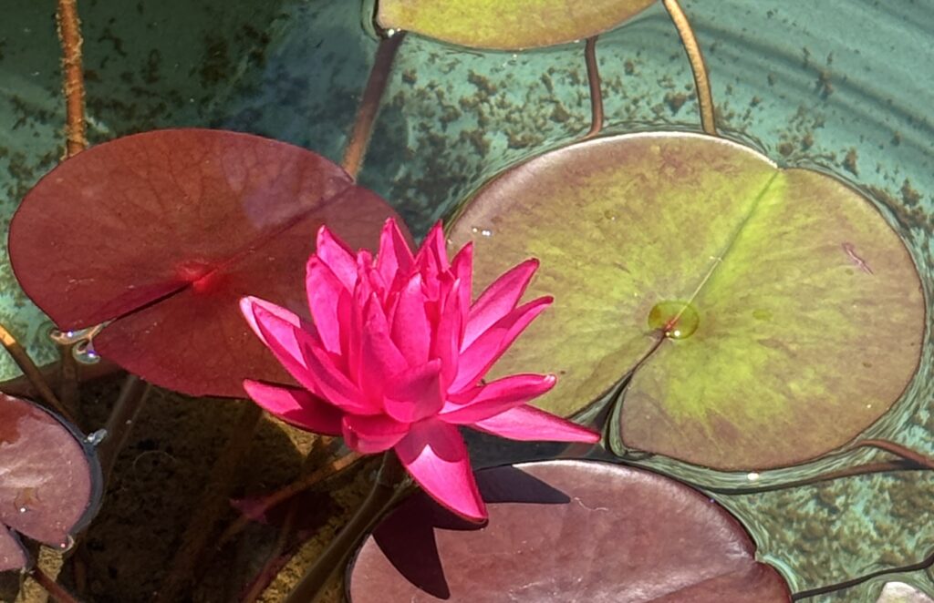 「夏の陽射し」吉川　達夫