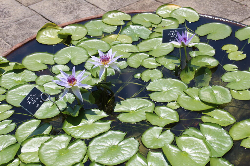 「すいれん」福西 まさ子
