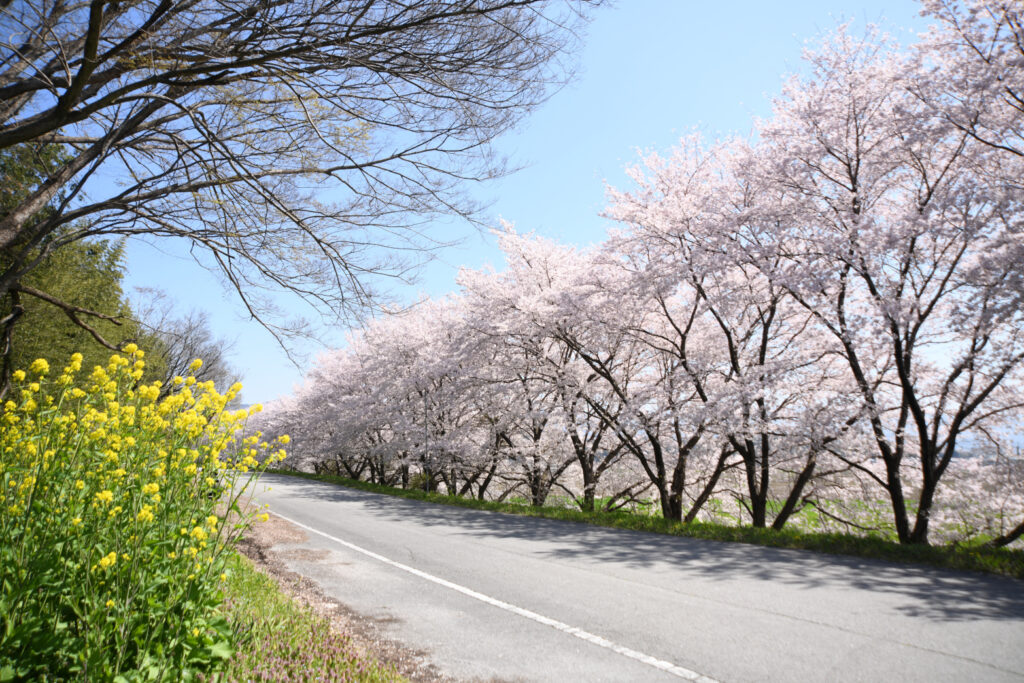 「チェリーブロッサム」林 文信