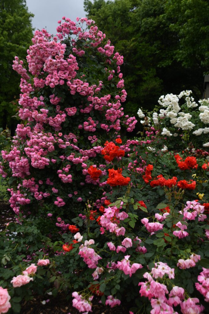 「ローズリング」林　文信